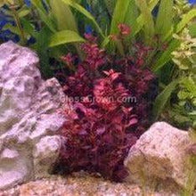 Load image into Gallery viewer, Potted Ludwigia Natans Super Red Mini-Aquatic Plants-Glass Grown-Glass Grown Aquatics-Aquarium live fish plants, decor