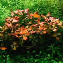 Load image into Gallery viewer, Potted Ludwigia Natans Super Red Mini-Aquatic Plants-Glass Grown-Glass Grown Aquatics-Aquarium live fish plants, decor