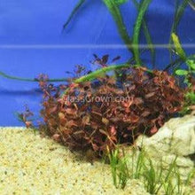 Load image into Gallery viewer, Potted Ludwigia Natans Super Red Mini-Aquatic Plants-Glass Grown-Glass Grown Aquatics-Aquarium live fish plants, decor