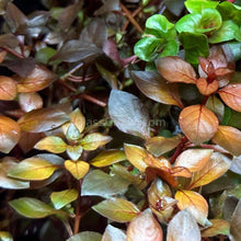 Load image into Gallery viewer, Potted Ludwigia Natans Super Red Mini-Aquatic Plants-Glass Grown-Glass Grown Aquatics-Aquarium live fish plants, decor