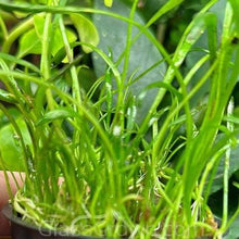 Load image into Gallery viewer, 1 CENT SAMPLE Micro Sword Clump-Aquatic Plants-Glass Grown Aquatics-Glass Grown Aquatics-Aquarium live fish plants, decor