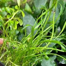 Load image into Gallery viewer, 1 CENT SAMPLE Micro Sword Clump-Aquatic Plants-Glass Grown Aquatics-Glass Grown Aquatics-Aquarium live fish plants, decor