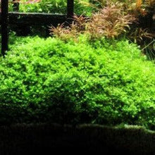 Load image into Gallery viewer, Potted Monte Carlo-Aquatic Plants-Glass Grown-Glass Grown Aquatics-Aquarium live fish plants, decor