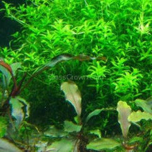 Load image into Gallery viewer, Potted Pearlweed-Aquatic Plants-Glass Grown-Glass Grown Aquatics-Aquarium live fish plants, decor

