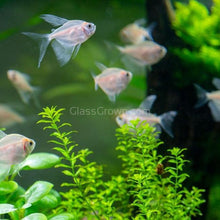Load image into Gallery viewer, Potted Pearlweed-Aquatic Plants-Glass Grown-Glass Grown Aquatics-Aquarium live fish plants, decor

