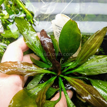 Load image into Gallery viewer, 1 CENT SAMPLE Red Melon Sword Loose-Aquatic Plants-Glass Grown-Glass Grown Aquatics-Aquarium live fish plants, decor