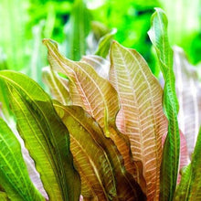Load image into Gallery viewer, 1 CENT SAMPLE Red Melon Sword Loose-Aquatic Plants-Glass Grown-Glass Grown Aquatics-Aquarium live fish plants, decor