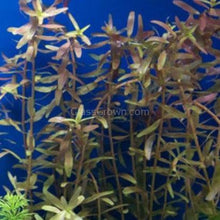 Load image into Gallery viewer, Potted Rotala Red-Aquatic Plants-Glass Grown-Glass Grown Aquatics-Aquarium live fish plants, decor