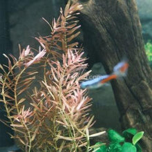 Load image into Gallery viewer, Bunch Rotala Rotundifolia Red-Aquatic Plants-Glass Grown-Glass Grown Aquatics-Aquarium live fish plants, decor
