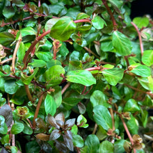 Load image into Gallery viewer, Potted Rotala Red-Aquatic Plants-Glass Grown-Glass Grown Aquatics-Aquarium live fish plants, decor