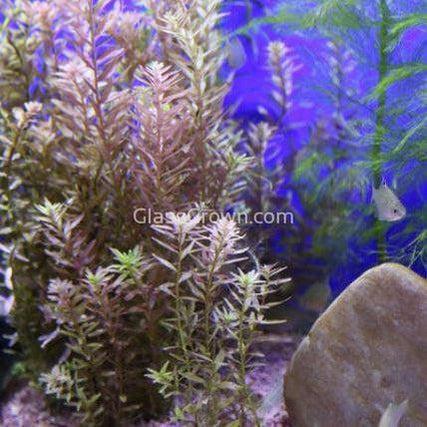 Bunch Rotala Rotundifolia Red-Aquatic Plants-Glass Grown-Glass Grown Aquatics-Aquarium live fish plants, decor