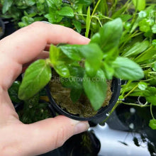 Load image into Gallery viewer, Potted Staurogyne Repens-Aquatic Plants-Glass Grown-Glass Grown Aquatics-Aquarium live fish plants, decor