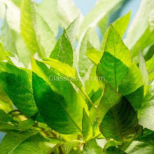 Load image into Gallery viewer, Potted Temple Plant (Hygrophila Corymbosa)-Aquatic Plants-Glass Grown-Glass Grown Aquatics-Aquarium live fish plants, decor
