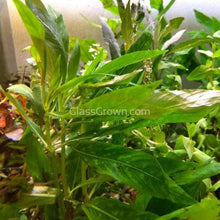 Load image into Gallery viewer, Potted Temple Plant (Hygrophila Corymbosa)-Aquatic Plants-Glass Grown-Glass Grown Aquatics-Aquarium live fish plants, decor
