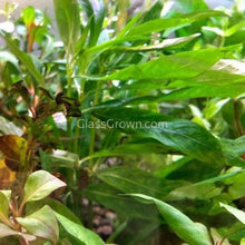 Load image into Gallery viewer, Potted Temple Plant (Hygrophila Corymbosa)-Aquatic Plants-Glass Grown-Glass Grown Aquatics-Aquarium live fish plants, decor
