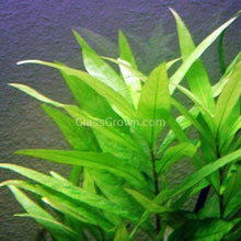 Load image into Gallery viewer, Potted Temple Plant (Hygrophila Corymbosa)-Aquatic Plants-Glass Grown-Glass Grown Aquatics-Aquarium live fish plants, decor