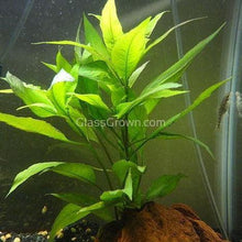 Load image into Gallery viewer, Potted Temple Plant (Hygrophila Corymbosa)-Aquatic Plants-Glass Grown-Glass Grown Aquatics-Aquarium live fish plants, decor
