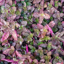 Load image into Gallery viewer, Purple Waffle Plant-Indoor & Outdoor Plants-Glass Grown-Glass Grown Aquatics-Aquarium live fish plants, decor