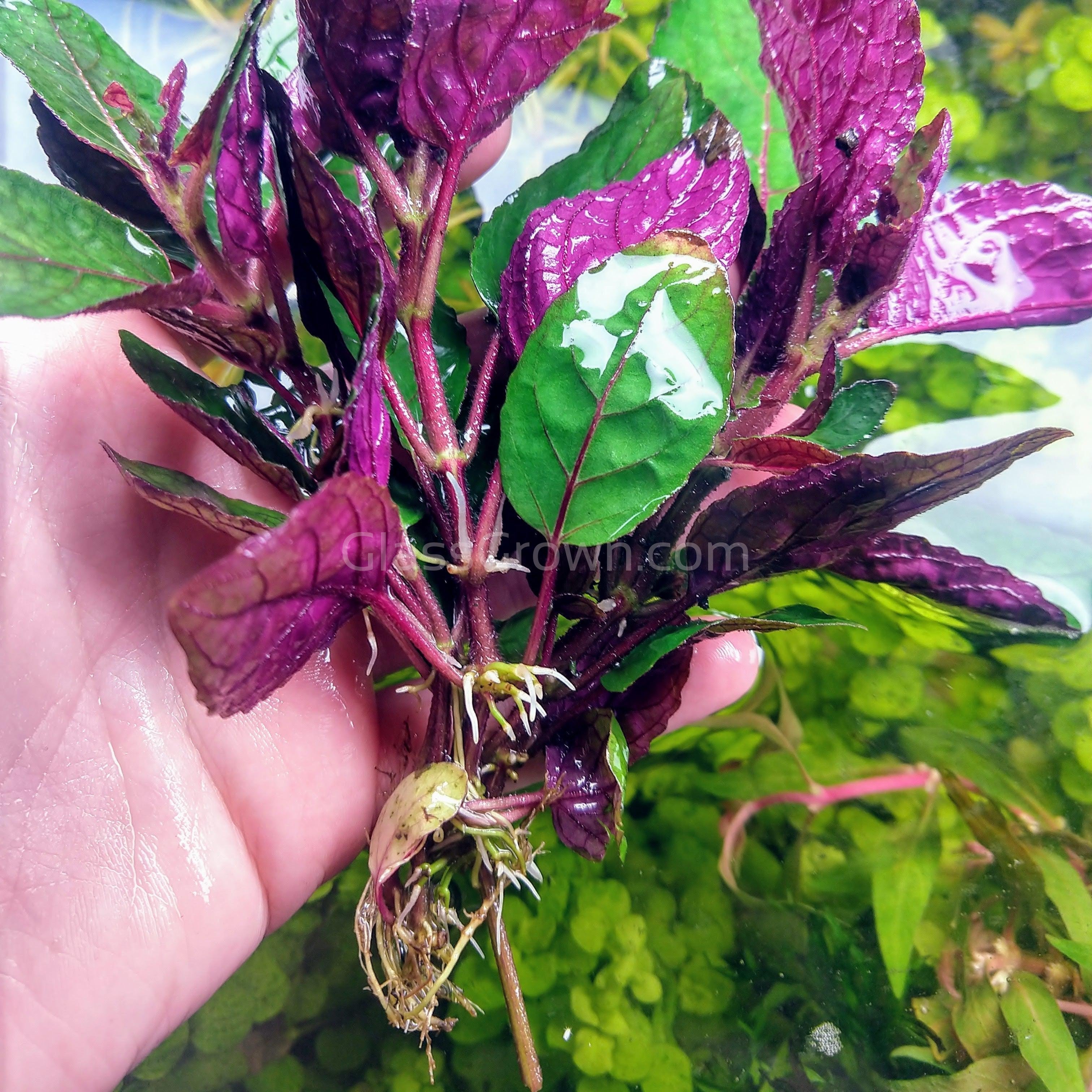 indoor purple and green plant Purple Waffle Plant – Glass Grown Aquatics