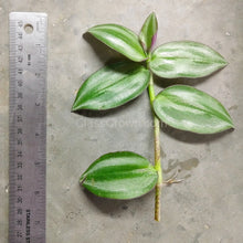 Load image into Gallery viewer, Purple Zebrina-Aquatic Plants-Glass Grown-Glass Grown Aquatics-Aquarium live fish plants, decor