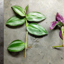 Load image into Gallery viewer, Purple Zebrina-Aquatic Plants-Glass Grown-Glass Grown Aquatics-Aquarium live fish plants, decor