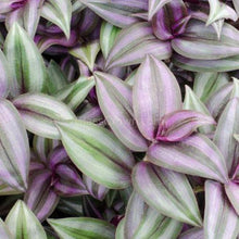 Load image into Gallery viewer, Purple Zebrina-Aquatic Plants-Glass Grown-Glass Grown Aquatics-Aquarium live fish plants, decor