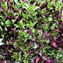 Load image into Gallery viewer, Purple Zebrina-Aquatic Plants-Glass Grown-Glass Grown Aquatics-Aquarium live fish plants, decor