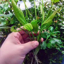 Load image into Gallery viewer, Radican Marble Queen Sword-Aquatic Plants-Glass Grown-Glass Grown Aquatics-Aquarium live fish plants, decor