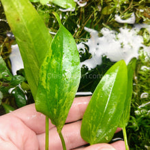 Load image into Gallery viewer, Radican Marble Queen Sword-Aquatic Plants-Glass Grown-Glass Grown Aquatics-Aquarium live fish plants, decor