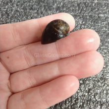 Load image into Gallery viewer, Red Lip Nerite Snail 3 Pack-Live Animals-Glass Grown-Pack of 3 Snails-Glass Grown Aquatics-Aquarium live fish plants, decor