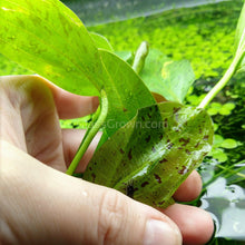 Load image into Gallery viewer, 1 CENT SAMPLE Full Size Green Ozelot Sword 4"-Aquatic Plants-Glass Grown-Glass Grown Aquatics-Aquarium live fish plants, decor