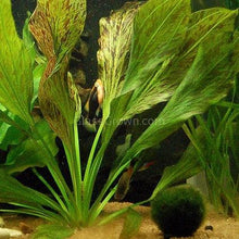 Load image into Gallery viewer, 1 CENT SAMPLE Full Size Green Ozelot Sword 4"-Aquatic Plants-Glass Grown-Glass Grown Aquatics-Aquarium live fish plants, decor