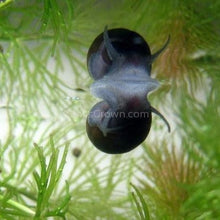 Load image into Gallery viewer, Red Spotted Nerite Snails 3 pack-Live Animals-Glass Grown-Pack of 3 Snails-Glass Grown Aquatics-Aquarium live fish plants, decor