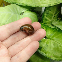 Load image into Gallery viewer, Red Spotted Nerite Snails 3 pack-Live Animals-Glass Grown-Pack of 3 Snails-Glass Grown Aquatics-Aquarium live fish plants, decor