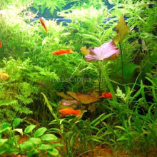 Load image into Gallery viewer, Red Tiger Lotus Bulb-Aquatic Plants-Glass Grown-Glass Grown Aquatics-Aquarium live fish plants, decor
