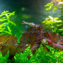 Load image into Gallery viewer, Red Tiger Lotus Bulb-Aquatic Plants-Glass Grown-Glass Grown Aquatics-Aquarium live fish plants, decor
