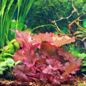 Red Tiger Lotus Bulb-Aquatic Plants-Glass Grown-Glass Grown Aquatics-Aquarium live fish plants, decor