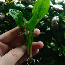 Load image into Gallery viewer, 1 CENT SAMPLE Baby Rosette Sword 2"+-Aquatic Plants-Glass Grown-Glass Grown Aquatics-Aquarium live fish plants, decor