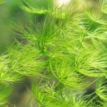 Load image into Gallery viewer, Shrimp Breeders Plant Pack (3 Plants)-Aquatic Plants-Glass Grown-Sure!-Glass Grown Aquatics-Aquarium live fish plants, decor