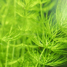 Load image into Gallery viewer, Shrimp Breeders Plant Pack (3 Plants)-Aquatic Plants-Glass Grown-Sure!-Glass Grown Aquatics-Aquarium live fish plants, decor