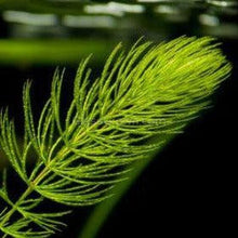 Load image into Gallery viewer, Shrimp Breeders Plant Pack (3 Plants)-Aquatic Plants-Glass Grown-Sure!-Glass Grown Aquatics-Aquarium live fish plants, decor