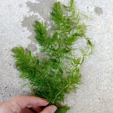 Load image into Gallery viewer, Shrimp Breeders Plant Pack (3 Plants)-Aquatic Plants-Glass Grown-Sure!-Glass Grown Aquatics-Aquarium live fish plants, decor