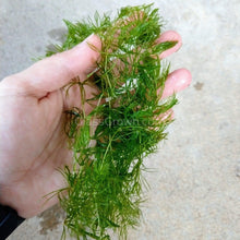 Load image into Gallery viewer, Shrimp Breeders Plant Pack (3 Plants)-Aquatic Plants-Glass Grown-Sure!-Glass Grown Aquatics-Aquarium live fish plants, decor