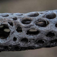 Load image into Gallery viewer, Shrimp Breeders Plant Pack (3 Plants)-Aquatic Plants-Glass Grown-Sure!-Glass Grown Aquatics-Aquarium live fish plants, decor