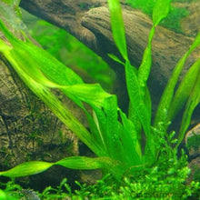 Load image into Gallery viewer, Stem Plants A la Carte!-Aquatic Plants-Glass Grown Aquatics-Narrow Saggittaria-Glass Grown Aquatics-Aquarium live fish plants, decor
