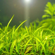 Load image into Gallery viewer, Stem Plants A la Carte!-Aquatic Plants-Glass Grown Aquatics-Narrow Saggittaria-Glass Grown Aquatics-Aquarium live fish plants, decor