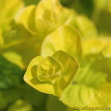 Load image into Gallery viewer, Stem Plants A la Carte!-Aquatic Plants-Glass Grown Aquatics-Narrow Saggittaria-Glass Grown Aquatics-Aquarium live fish plants, decor