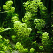 Load image into Gallery viewer, Stem Plants A la Carte!-Aquatic Plants-Glass Grown Aquatics-Narrow Saggittaria-Glass Grown Aquatics-Aquarium live fish plants, decor