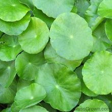 Load image into Gallery viewer, Stem Plants A la Carte!-Aquatic Plants-Glass Grown Aquatics-Narrow Saggittaria-Glass Grown Aquatics-Aquarium live fish plants, decor