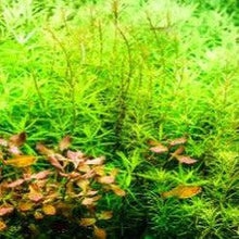 Load image into Gallery viewer, Stem Plants A la Carte!-Aquatic Plants-Glass Grown Aquatics-Narrow Saggittaria-Glass Grown Aquatics-Aquarium live fish plants, decor
